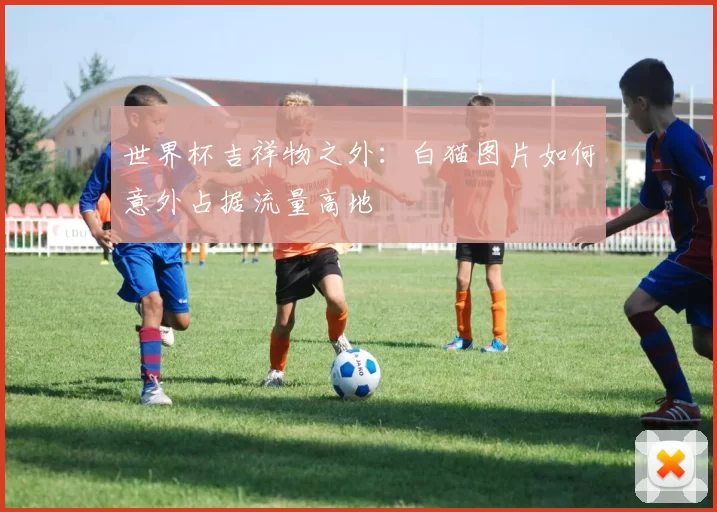 世界杯吉祥物之外：白猫图片如何意外占据流量高地